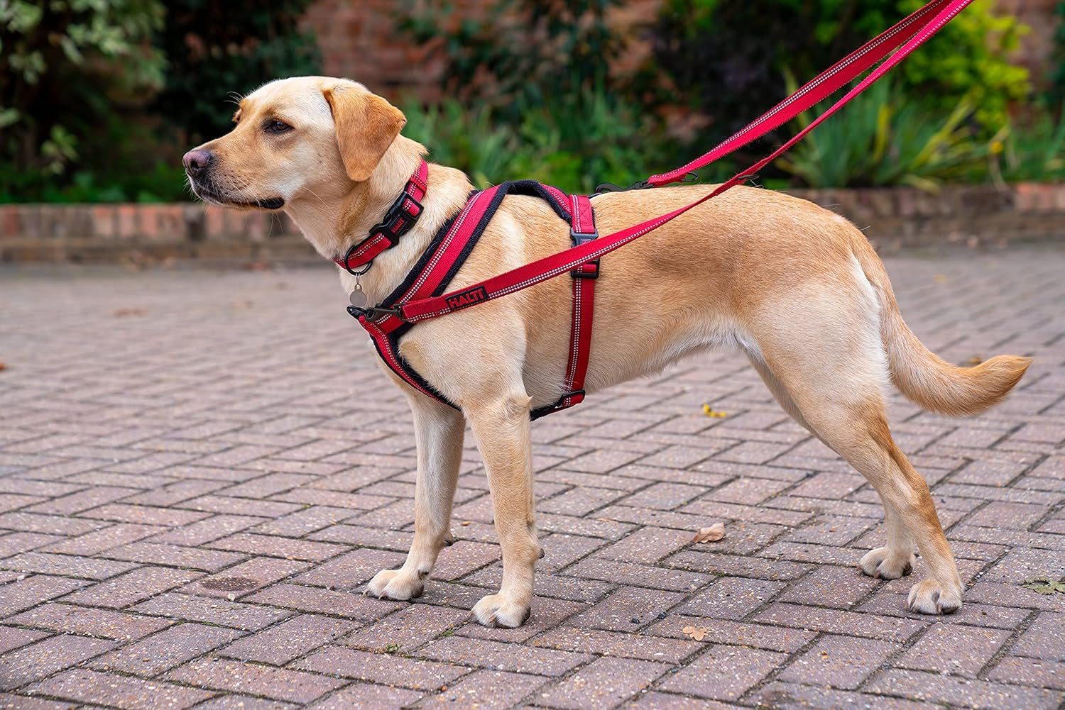 HALTI Comfy Dog Harness - Red