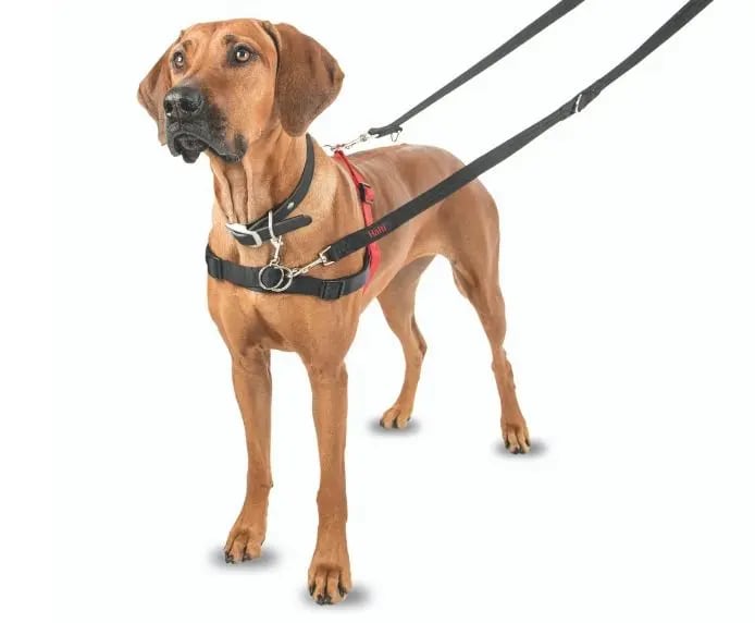 HALTI Front Control Dog Harness - Black & Red