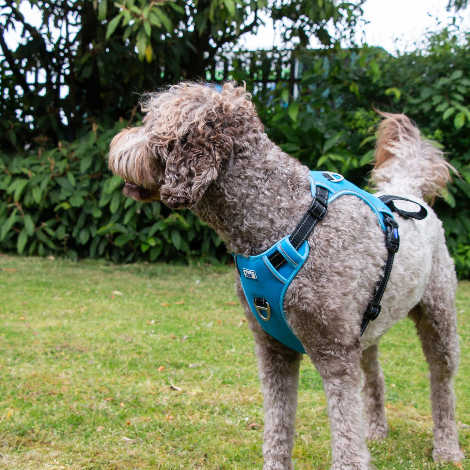 Viva Dog Travel Harness - Blue