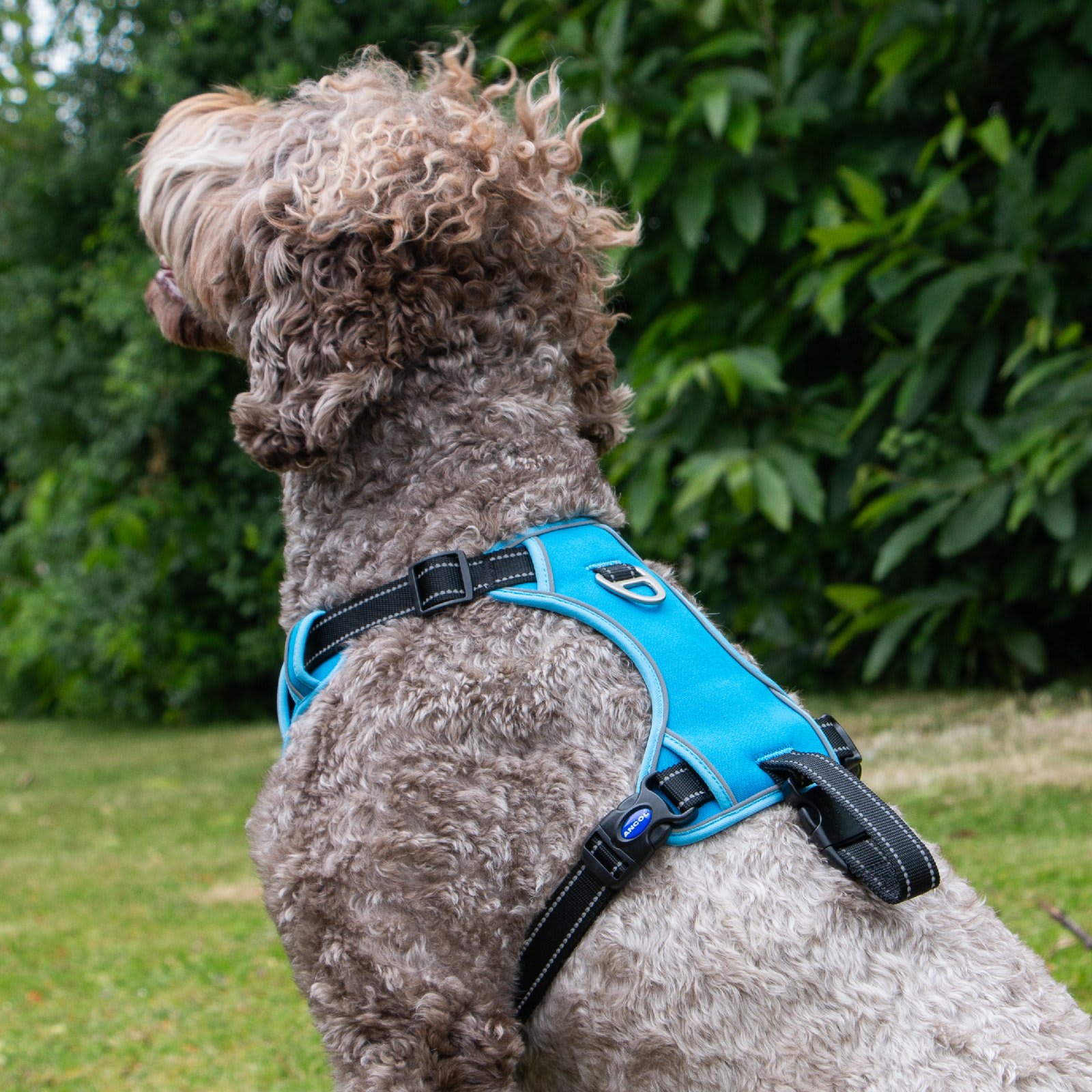 Viva Dog Travel Harness - Blue