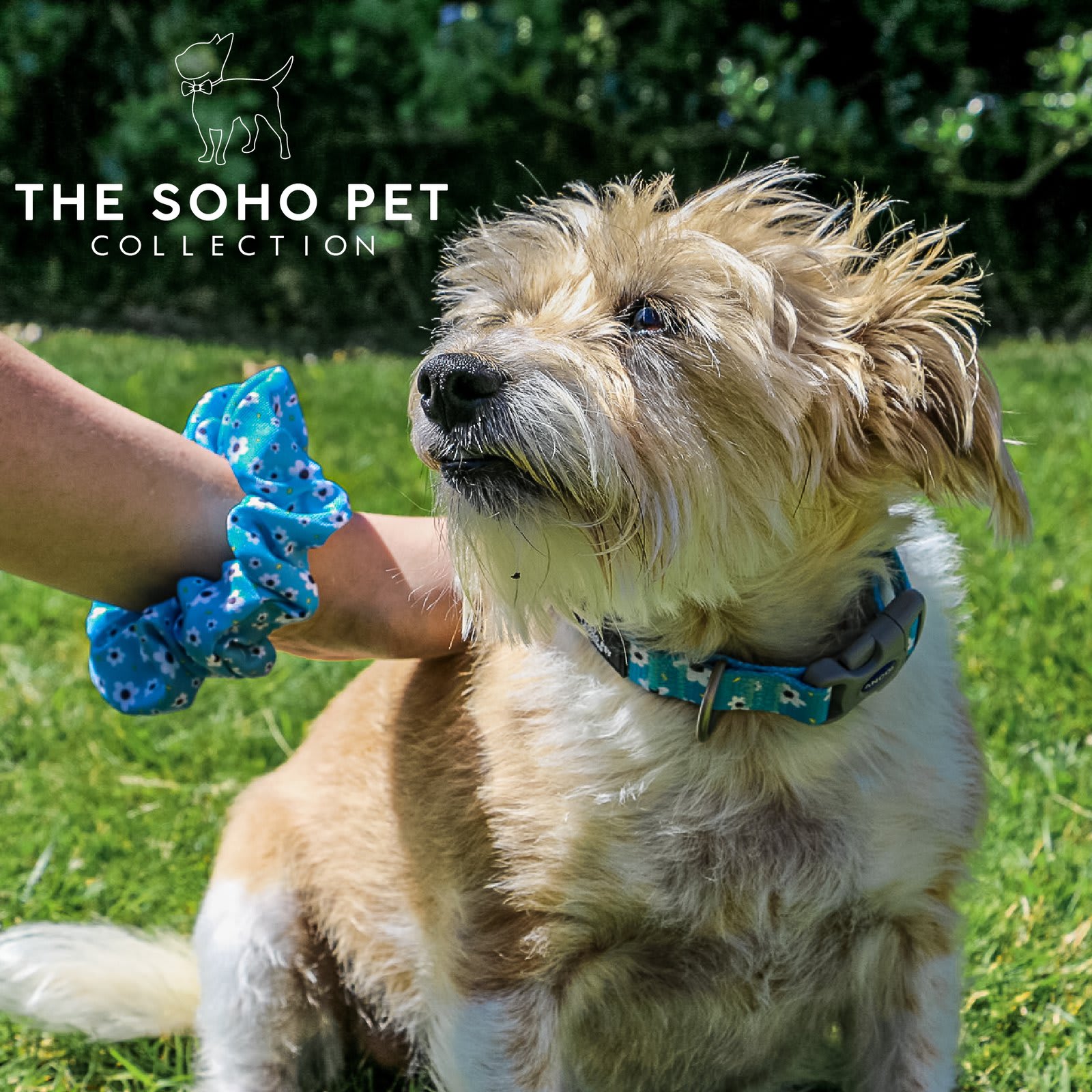 Soho Daisy Dog Lead - Blue