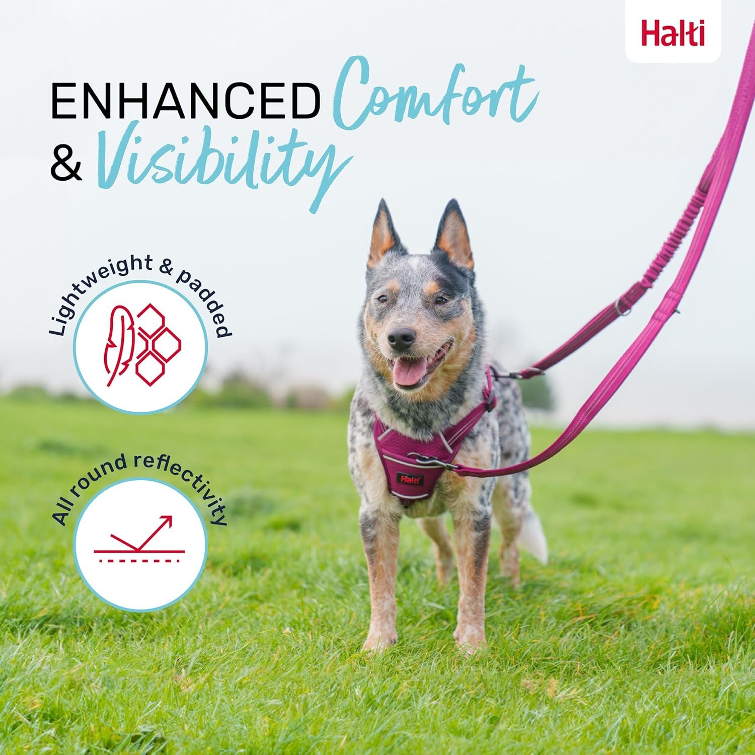 HALTI Anatomy Dog Lead - Grey