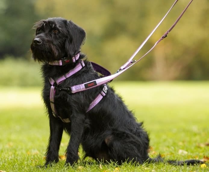 HALTI Double Ended Dog Lead - Purple