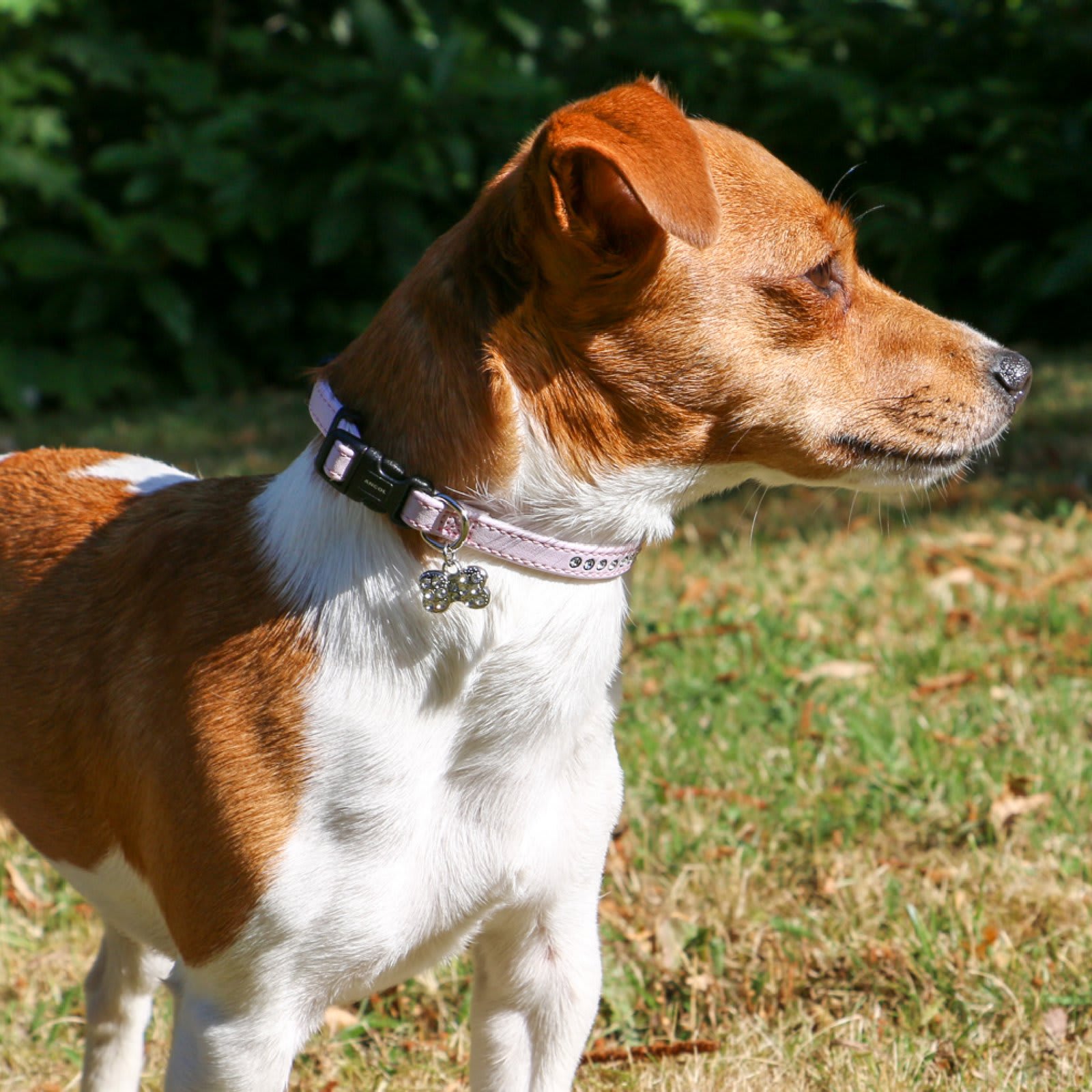 Puppy Collar & Lead Set. Pink Jewelled