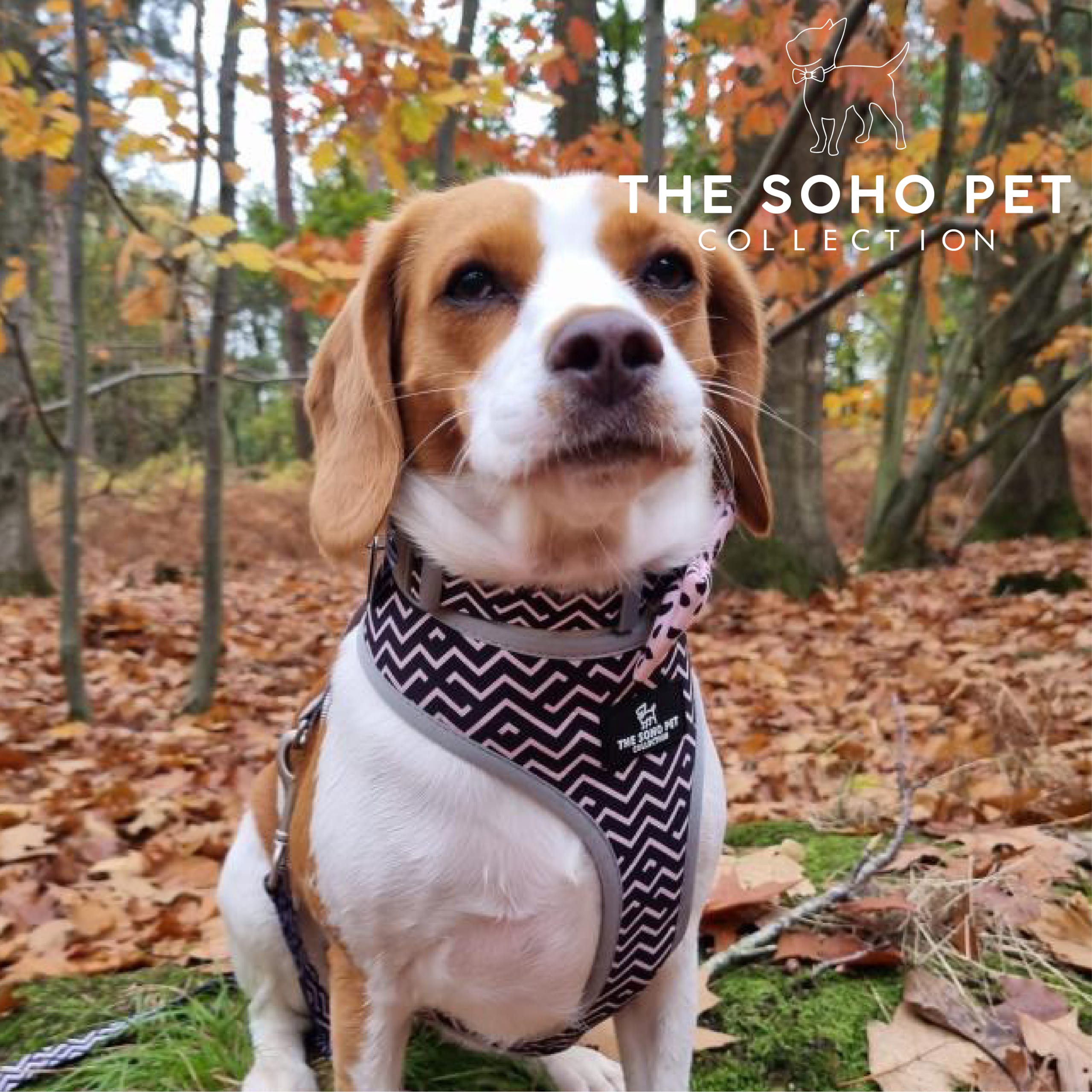 Soho Zigzag Black And White Dog Collar