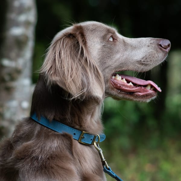 Timberwolf Leather Dog Collar - Blue