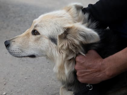 Энергичная Стрелка, игривый Альф и ласковая Дася – на «Лапе дружбы» покажут собак из казанских приютов