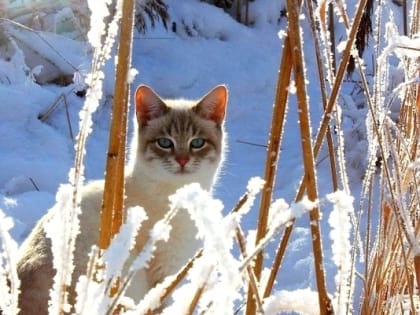 Небольшие снегопады и потепление до -8 градусов ожидаются в Татарстане 17 января