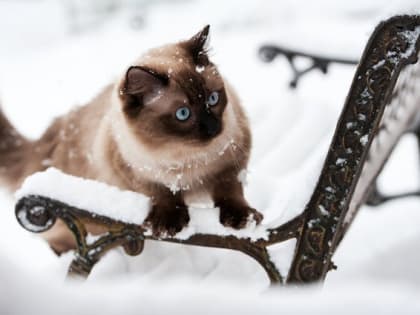 Туман и 24-градусный мороз накроют Татарстан в конце выходных