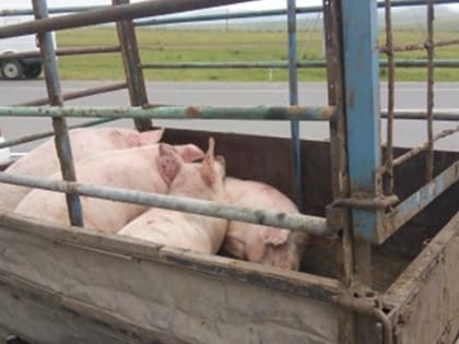 О результатах анализа причин продолжающегося, несмотря на принимаемые меры, распространения АЧС и ВПГП на территории Российской Федерации