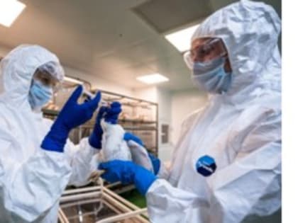 Выделяется ли вирус после вакцинации поголовья против гриппа птиц