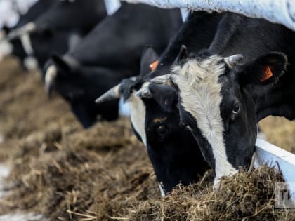 Обновленные «Ансаты», «КАМАЗы» и промпарк СИБУРа: главные инвестпроекты-2023 в Татарстане