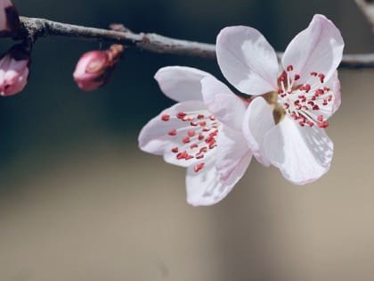 В Бавлах на 9 мая ожидается летняя погода