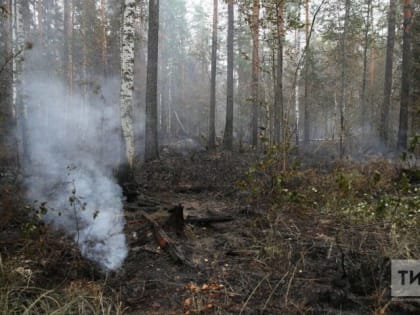 Из-за высокой пожароопасности лесов в Татарстане объявлено штормовое предупреждение