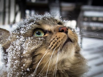 Экстремальные 40-градусные морозы накроют Татарстан в первую рабочую неделю года