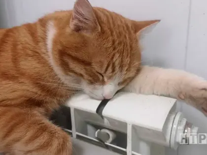 Эксперт: социальные сети могут стать причиной прокрастинации