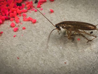 Челнинцы обеспокоены стаями тараканов в жилых дворах