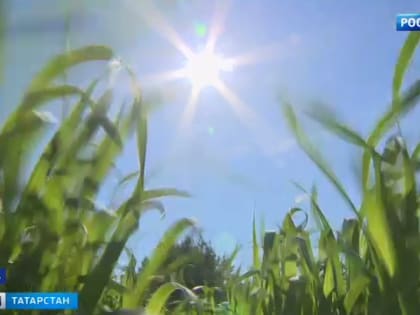 Июньское пекло: в Татарстане из-за аномальной жары могут ввести режим ЧС