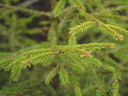 «Такого масштаба не было»: глава минлесхоза Татарстана о нашествии гусениц