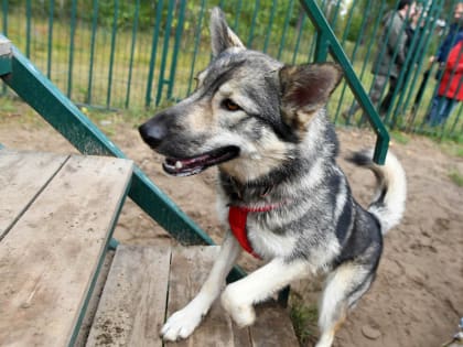 В парке имени Урицкого проведут любительское соревнование по аджилити