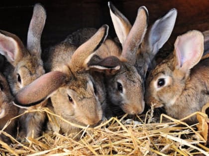 Минсельхоз разработал новые ветправила для кролиководов