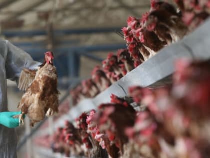 С начала года в мире выявили 31 новую вспышку гриппа птиц