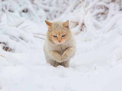 Туман, снегопады и небольшое похолодание ожидаются в Татарстане в конце выходных