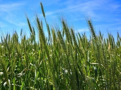 Татарстан экспортировал зерновых культур более чем на $16 миллионов