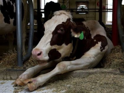 Верхнеуслонские ветеринары рассказали об опасности сибирской язвы