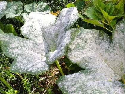 Мучнистая роса оставит растения в покое: агроном рассказал о способах борьбы с заболеванием — медлить нельзя