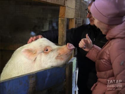 Мотыгуллин: Из-за АЧС численность диких кабанов нужно снизить до минимальных значений