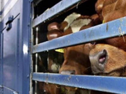 Разъяснение по вопросу применения нормативных правовых актов в области ветеринарии, принятых Минсельхозом России, при перемещении животных по территории Российской Федерации