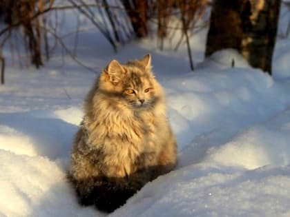 22-градусные морозы ожидаются в Татарстане в середине недели