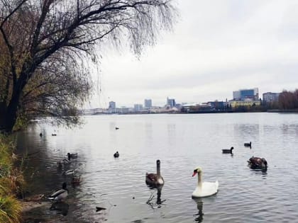 Нижнекамцам рассказали о зимующих лебедях