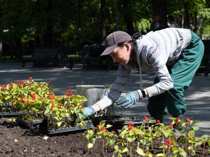 Казанцев приглашают принять участие в высадке цветов около цирка