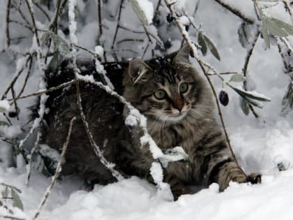 Снежная и холодная «Ольга» определит погоду в Татарстане в середине недели