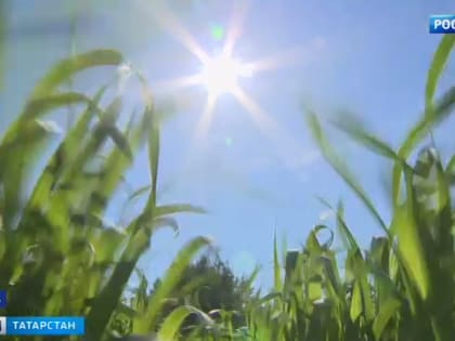 В Татарстане ожидается жара до 36 градусов