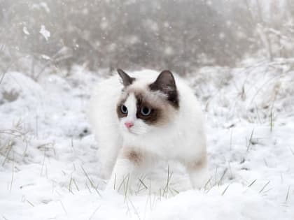 24-градусный мороз и метель ожидаются в Татарстане 24 февраля