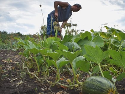 Татарстанцы в ужасе от летающих над грядками дронов