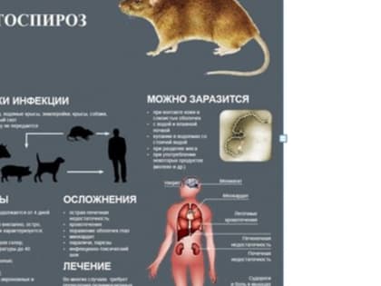 Лептоспироз животных