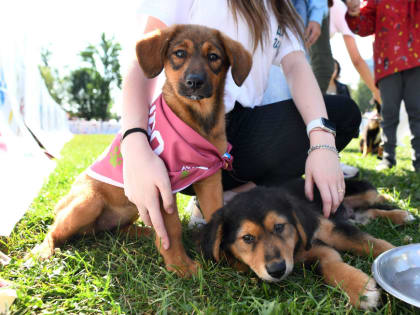 Благотворительная акция-выставка кошек «Дорога домой» пройдет в экстрим-парке «УРАМ»