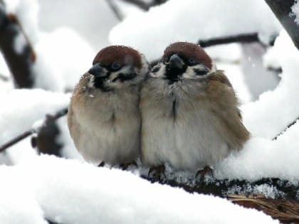 Консультация – предупреждение об интенсивности метеорологических явлений на Территории РТ на 23 февраля