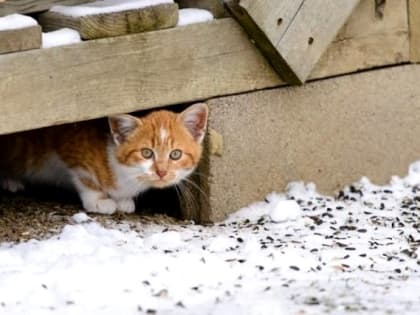 Порывистый ветер и потепление до -9 градусов ожидаются в Татарстане в начале выходных