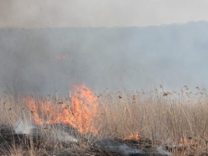 В Татарстане сохраняется высокая опасность возникновения лесных пожаров