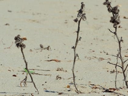 «Воздух сухой, радиации много»: эксперт рассказал, чем грозит недостаток осадков