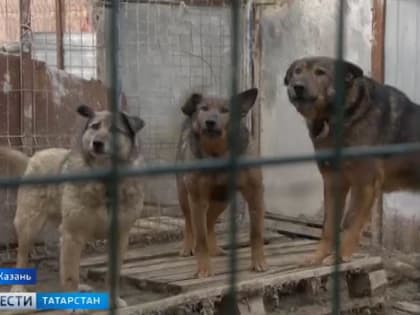 Следком возбудил дело на чиновников из-за нападения собак на ребенка в Казани