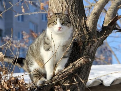 9 марта в Татарстане ожидаются порывистый ветер и потепление до +5 градусов