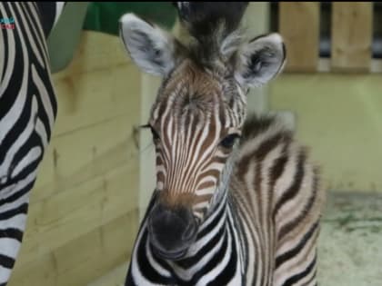В зооботсаду Казани родились новые зебры