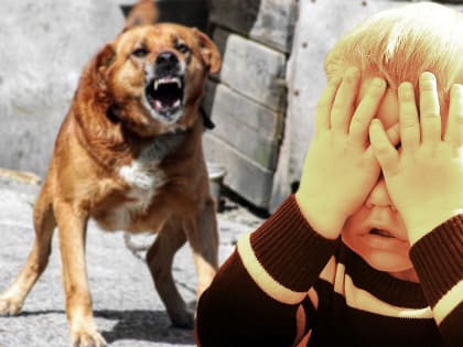 В Казани малыш чуть не потерял зрение после нападения собаки