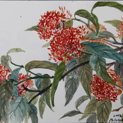 Ashoka Flower - India